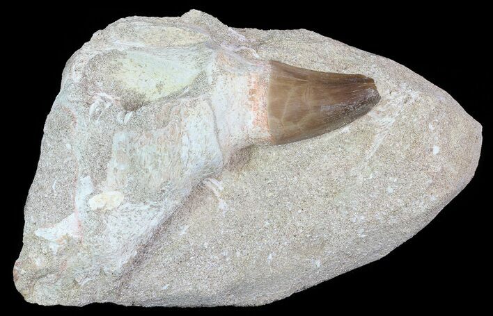 Mosasaur (Prognathodon) Tooth and Jaw Section In Rock - Nice #66534